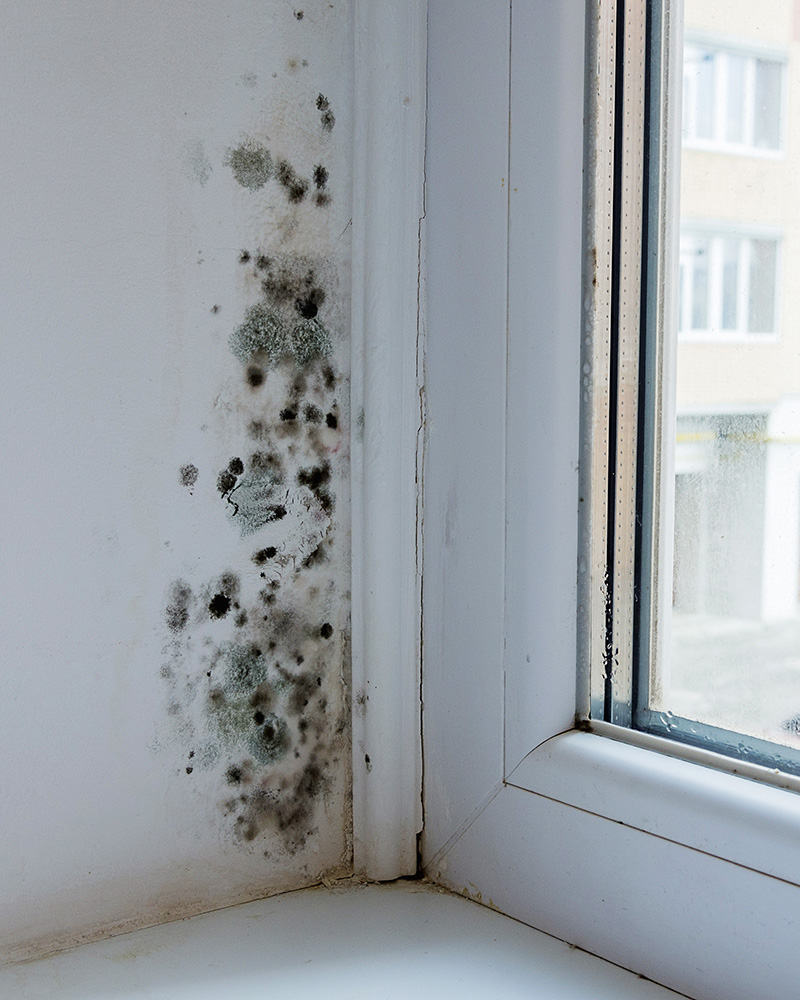 Skimmelsvamp i vindue